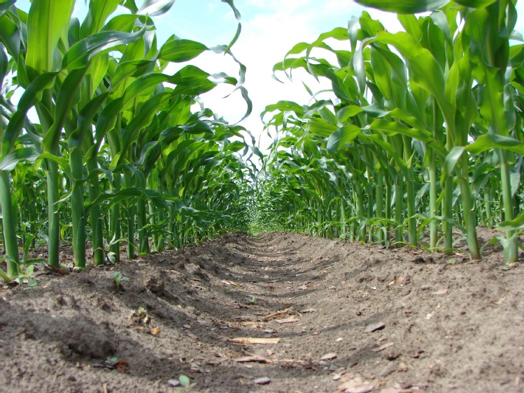 Skuteczne odchwaszczanie a wysoki plon kukurydzy
